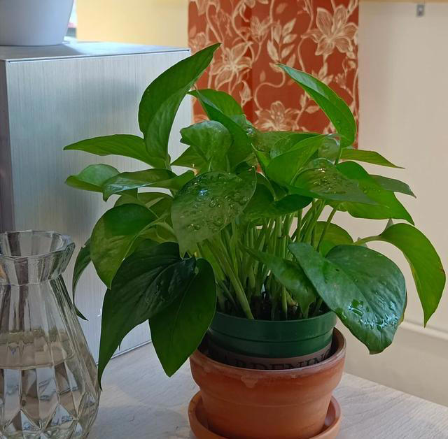 阴花入户，生活不富”，5种花最好别养在屋里，赶紧都搬走