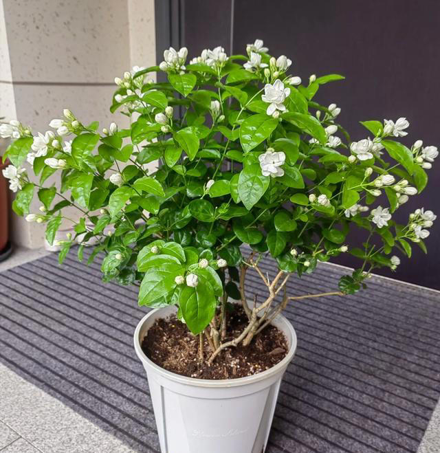 五种花不能养